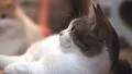 Cat Sleeping On Floor Looks Up At The Room 4K 4k or 4k+ Resolution