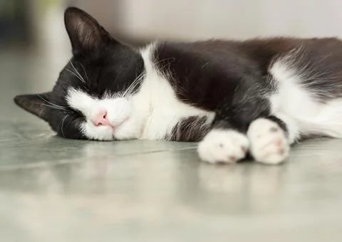 Cat sleeping on floor Stock Photos