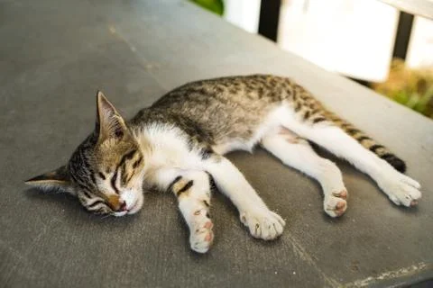 Cat sleeping on the floor Foto stock