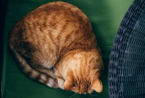 A cat sleeping on the floor Stock Photos