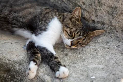 Cat sleeping on floor 写真素材