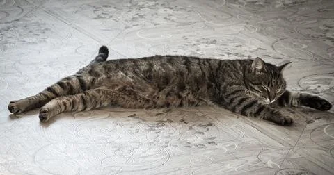 Cat sleeping on the floor Stock Photos