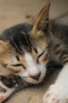 Cat is sleeping on the floor Stock-Fotos