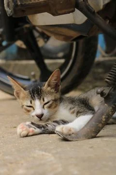 Cat is sleeping on the floor Stock Photos