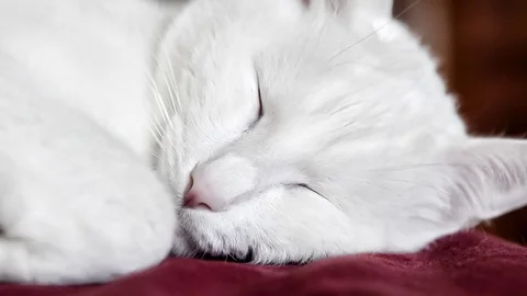 Cat is sleeping Stock Footage 71225184