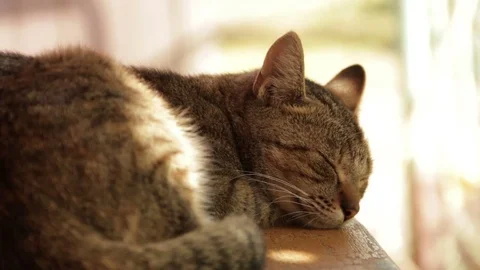 Cat Is Sleeping Vídeos de archivo 81132365