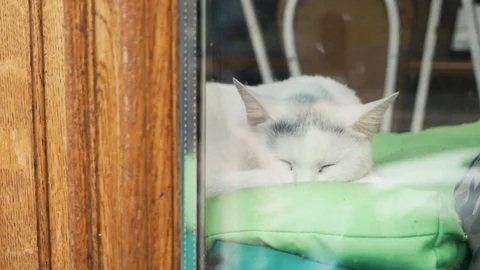 The cat is sleeping Stock Footage 94042341