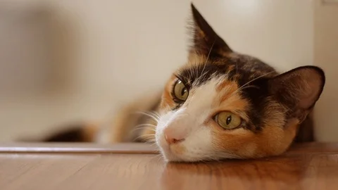 Cat Sleeping Stock Footage 104269656
