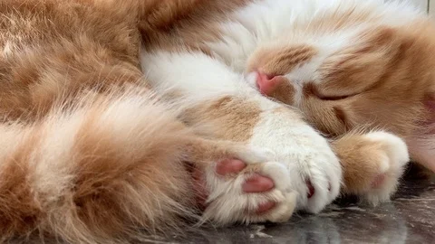 Cat is sleeping Stock Footage 104912376