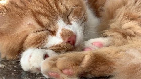 Cat is sleeping Stock Footage 104912546