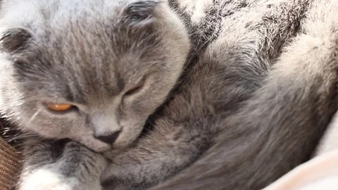 The cat is sleeping Stock Footage