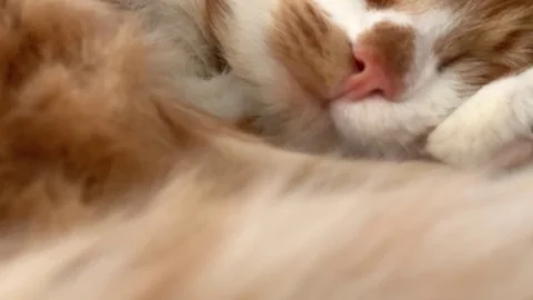 Cat is sleeping Stock Footage 106619833