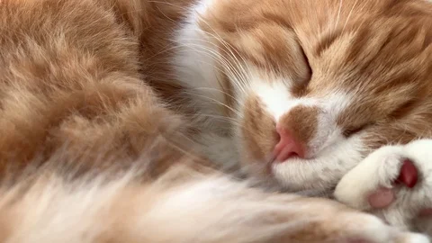 Cat is sleeping Stock Footage 106620721