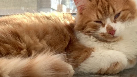 Cat is sleeping Stock Footage 119847761