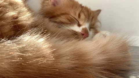 Cat is sleeping 库存影片 119847967