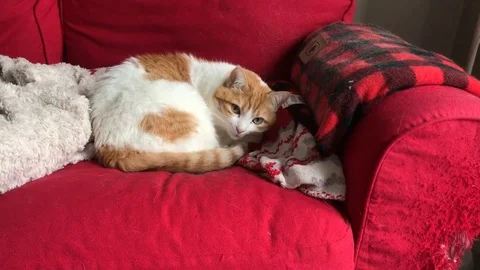 Cat sleeping Stock Footage 122051734