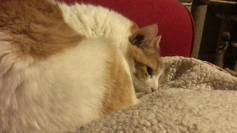 Cat sleeping Stock Footage 126423129