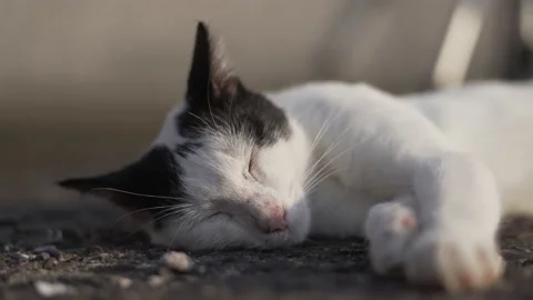 Cat Sleeping Stock Footage