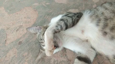 Cat is sleeping Stock Footage 218284495