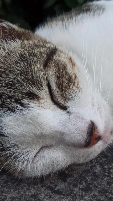 Cat sleeping Stockbeeldmateriaal 244109377