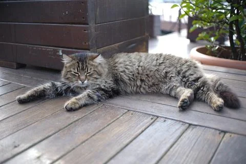 A Cat sleeping in garden. 库存照片