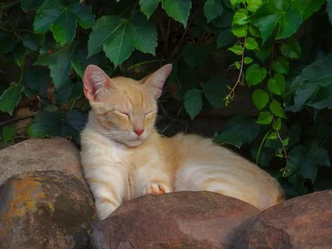 Cat sleeping in the garden. 스톡 사진
