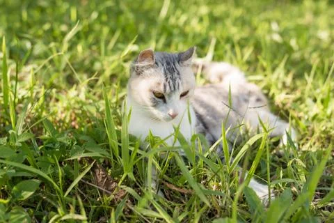 Cat sleeping on the grassland Stock Photos