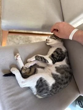 Cat sleeping on gray sofa with soft cushion. Domestic tranquility, comfort, a Foto stock