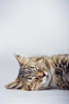 Cat sleeping on a gray studio background Stock Photos