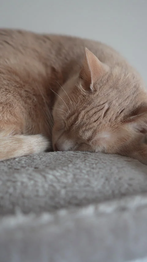 A cat is sleeping on a gray surface Stock Footage 276437298
