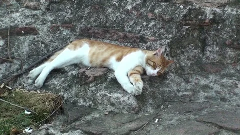 Cat sleeping on the ground Stock Footage 79782640