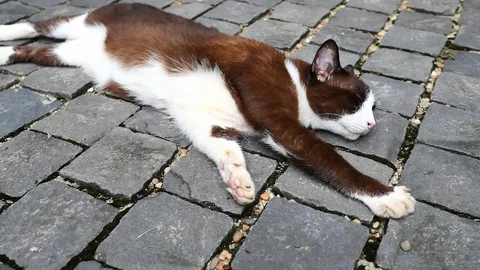 Cat sleeping on the ground. Stock Footage 118104645