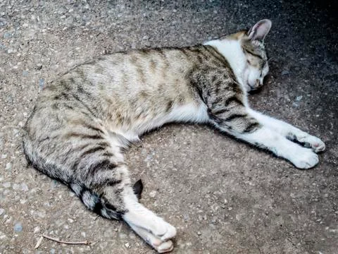 Cat sleeping on the ground Stock Photos