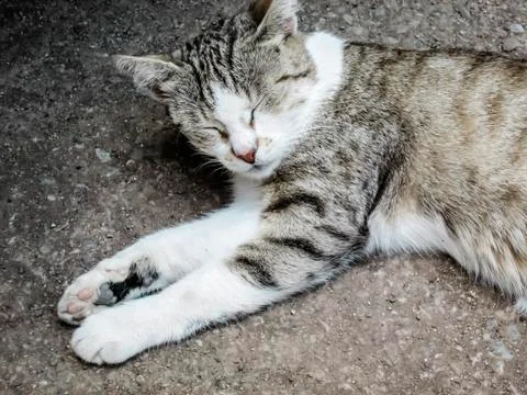 Cat sleeping on the ground Stock Photos