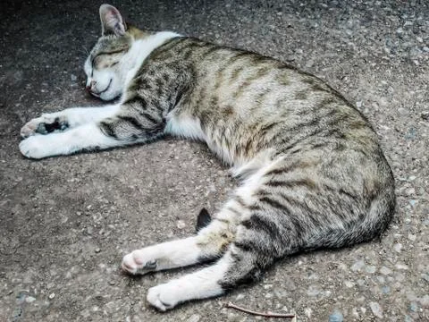 Cat sleeping on the ground Stock Photos