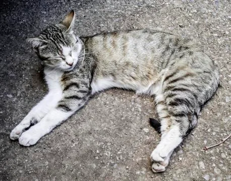 Cat sleeping on the ground Stock Photos