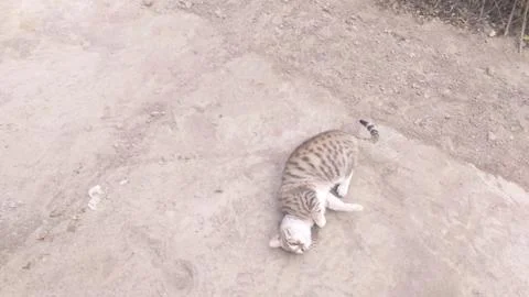 This Cat is sleeping on the ground Foto stock
