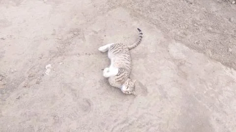 This cat is sleeping on the ground Stock Photos
