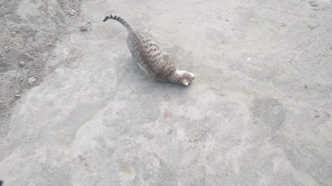 This cat is sleeping on the ground 写真素材