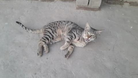 This cat is sleeping on the ground Foto stock