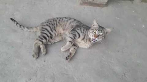 This cat is sleeping on the ground Stock Photos