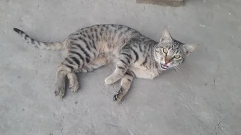 This cat is sleeping on the ground 写真素材