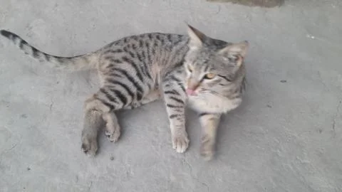 This cat is sleeping on the ground Foto stock