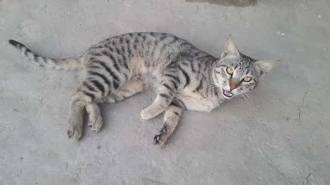 This cat is sleeping on the ground Foto stock
