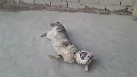 This cat sleeping on the ground Foto stock