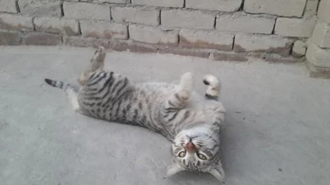 This cat is sleeping on the ground Foto stock