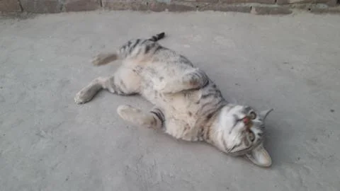 This cat is sleeping on the ground Stock Photos