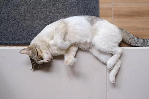 A cat is sleeping on the ground Stock Photos