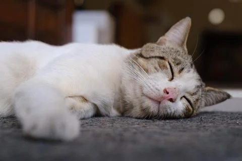 A cat is sleeping on the ground Stock Photos