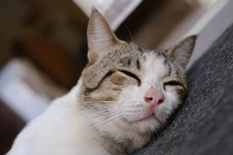 A cat is sleeping on the ground Stock Photos